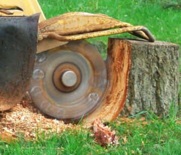 A stump grinder actively cutting down a stump. 