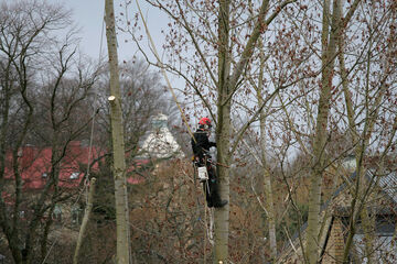 Arborist in a tree doing his work