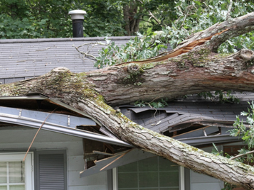 A large tree branch that has fallen onto the roof of a house and has severely damaged the roof. 