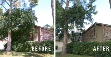 Two pictures side by side are shown. The pictures were taken from the same angle and distance. On the left is the before picture, with large tree branches blocking the view of a large house. on the right side is the after picture. the large house is visible as the branches have been pruned and trimmed. 