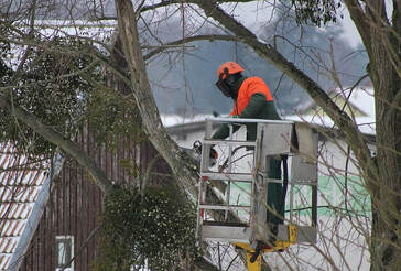 Picture showing a tree worker in a boom bucket, cutting a tree branch. 